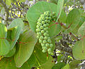 * Nomination Coccoloba uvifera, Seagrape fruits at Le Gosier, Guadeloupe --Lycaon 20:07, 5 March 2007 (UTC) * Promotion I think that it can be QI. --Lestat 15:26, 11 March 2007 (UTC)