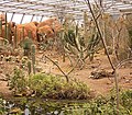 Wüstenlandschaft im Burgers’ Zoo, Arnheim.