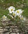 Helianthemum apenninum Germany - Mainfranken