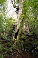 Dai-O-Sugi, Yakushima