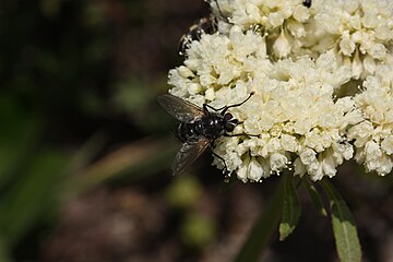 Eriogonum compositum'