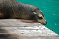 California sea lion (Zalophus californianus)