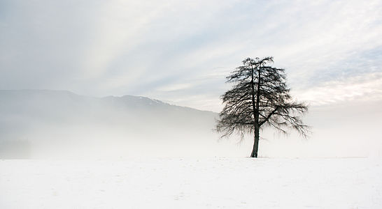 Larch (Larix decidua), natural monument in Styria, by Friedrich Beren