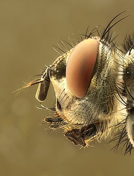 "Caliphrodae_head.jpg" by User:Richard Bartz