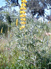 Lupinus luteus (Yellow Lupin)