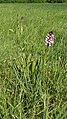 Orchis purpurea Germany - Rheinwald bei Forchheim (Baden)