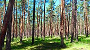 Thumbnail for File:Polish Forest.jpg