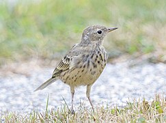 American Pipit 1394gg.jpg