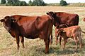 Category:Danish Red cattle