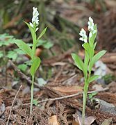 Cephalanthera erecta