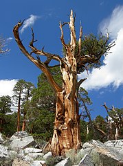 Eastern Sierra Nevada, California