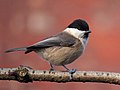 * Nomination Willow tit, Poecile montanus, UK. --Baresi franco 21:23, 25 March 2014 (UTC) * Promotion (Very) good quality. --JLPC 21:58, 25 March 2014 (UTC) ... you were some seconds faster ... but I second that. --Cccefalon 22:01, 25 March 2014 (UTC)