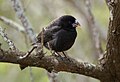 Medium Ground-finch (Geospiza fortis) endemic