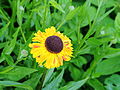 * Nomination: Helenium covered with dew.-- Famberhorst 16:40, 10 July 2013 (UTC) * * Review needed