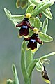 Ophrys insectifera subsp. aymoninii flower France - Causse de Larzac