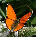 Lycaena dispar (Large Copper)