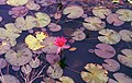 "Nymphaea rubra"