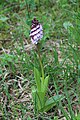 Orchis purpurea France - La Repentance