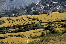 Thimphu District-04-Reisterrassen-2015-gje.jpg