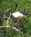 Threskiornis bernieri (cat.)