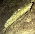 The Burbot in Lake Walchensee (Germany, Bavaria)