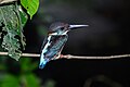 Alcedo peninsulae (or Alcedo euryzona peninsulae) - Kui Buri National Park