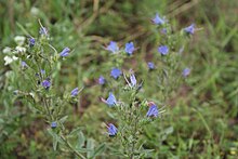 Echium vulgare Belarus.jpg