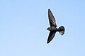 * Nomination Hous Swift flying above shivapuri nagarjun national park in kathmandu valley Nepal. By User:Prasan Shrestha --Nirmal Dulal 05:22, 31 March 2024 (UTC) * Decline  Oppose The bird isn't sharp enough. --Sebring12Hrs 16:09, 8 April 2024 (UTC)