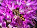 Image 31Hoverfly on a flower