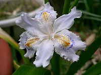 Iris japonica