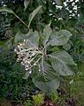 Sorbus aria cv. 'Magnifica'