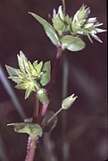 Stellaria pallida