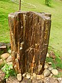 * Nomination: A fossil tree in JNTBGRI, Thiruvananthapuram, Kerala, India. This specimen is the petrified form of an angiosperm tree, excavated from the South Arcot district of Tamil Nadu, calculated to be about 20-22 million years old. --Shishir 11:39, 28 December 2016 (UTC) This needs much better categories. W.carter 15:59, 30 December 2016 (UTC) * * Review needed