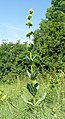 Gentiana lutea Germany - Schwäbische Alb