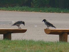 Hooded Crow-Mindaugas Urbonas-4.jpg