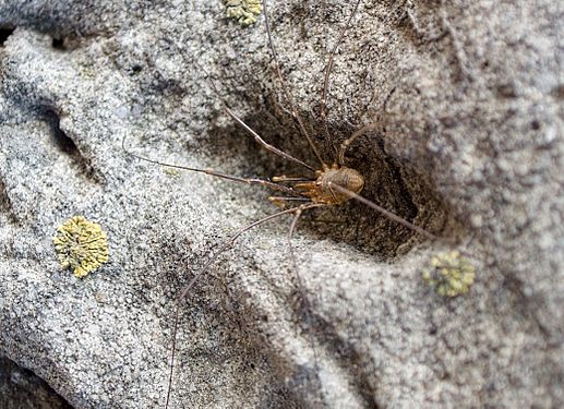 Longlegs Opilione