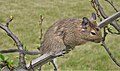 Octodon Degus on a twig