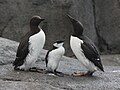 Common Murre family, Alaska SeaLife Center