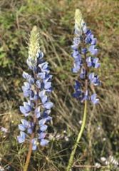 Lupinus benthamii