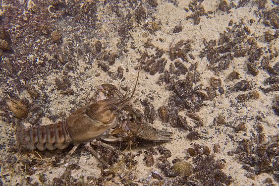 Spinycheek crayfish (Orconectes limosus), an invasive crayfish species in Lake Constance