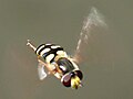 Syrphidae, Hamburg, Germany