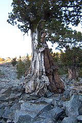 Sierra Juniper, west Sierra Nevada, California