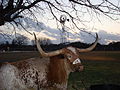 Texas' Bevo