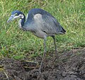 Ardea melanocephala (cat.)