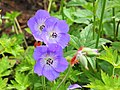 * Nomination Geranium 'Rozanne'. long flowering garden geranium.-- Famberhorst 15:45, 8 July 2013 (UTC) * Promotion Very good, very interesting. --Dirtsc 17:53, 16 July 2013 (UTC)