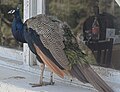 * Nomination Indian peafowl, pavo cristatus, in Parque del UTE, Uruguay --Ezarate 19:30, 7 April 2024 (UTC) * Decline  Oppose cropped tail; poor quality --Charlesjsharp 08:38, 8 April 2024 (UTC)