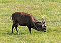 * Nomination Deer in Tambach Castle Wildlife Park --Ermell 06:28, 28 November 2024 (UTC) * Promotion  Support Good quality. --Екатерина Борисова 02:02, 29 November 2024 (UTC)