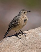 American Pipit (51095112213).jpg