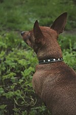 Thumbnail for File:Dwarf pinscher 2.jpg