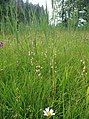 Epipactis palustris Germany - Virngrund